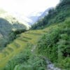 Annapurnas champs en terrasse