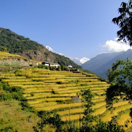 Annapurnas champs en terrasses